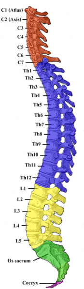 Datei:W spinal B.png