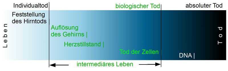 Datei:Sterbepr-HT.jpg