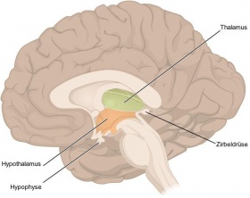 W Thalamus1.jpg